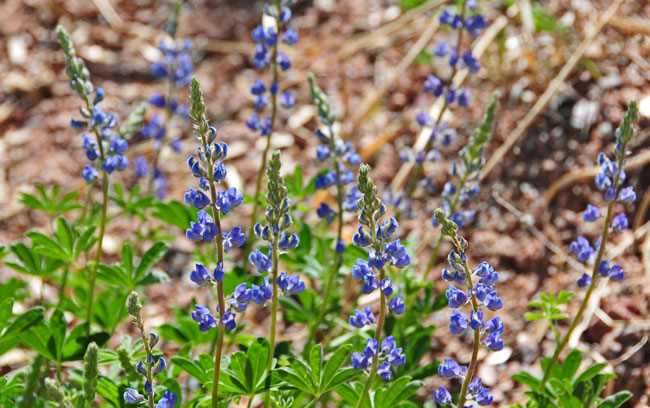 Lupinus arizonicus, Arizona Lupine, Southwest Desert Flora